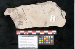 Foto (Detailansicht) von Cassia pseudophaseolites Ettingshausen (NHMW-GEO-2024-0188-10161)